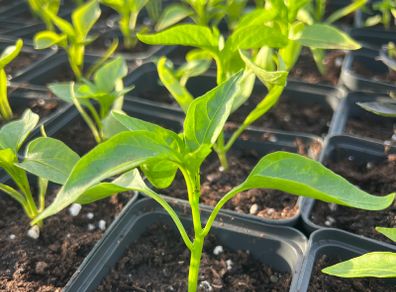 Pepper and Chili Plants