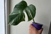 Monstera Albo