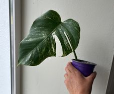 Monstera Albo