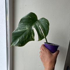 Monstera Albo