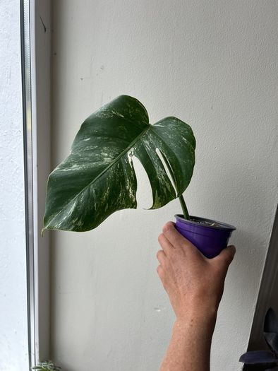 Monstera Albo