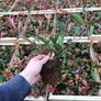 Red Robin Hedging Image 7