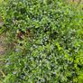 Creeping blue blossom Shrub, EvergreenFamily: Rhamnaceae plant Image 4