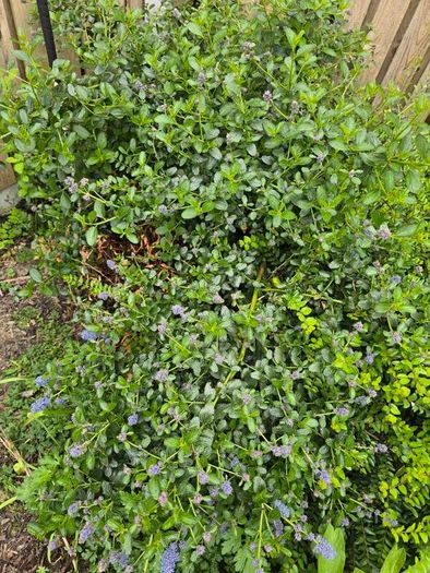 Creeping blue blossom Shrub, EvergreenFamily: Rhamnaceae plant