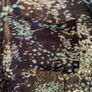 Semi sheer blouse Image 6
