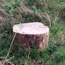 Ringed Firewood (Uncut) Image 5