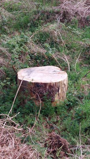 Ringed Firewood (Uncut)