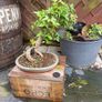 Trident bonsai Image 2