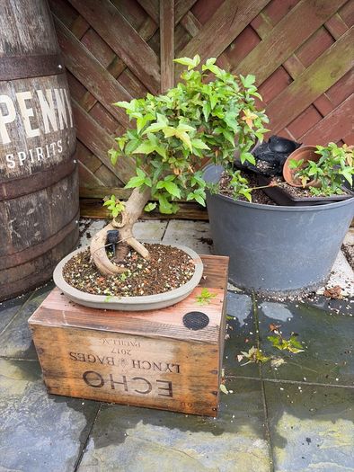Trident bonsai
