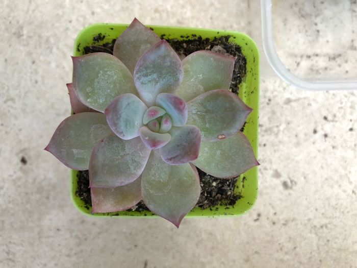 Succulents