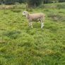 Aberfield Ram Lamb Image 3