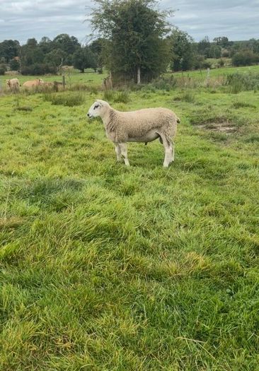 Aberfield Ram Lamb