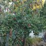 Discovery apples free Image 2