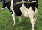 Dairy cows