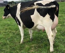 Dairy cows