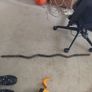 EZ curl bar Image 2
