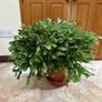 Queens tears plant , mature thanksgiving cactus. Image 7