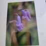 Framed Still Life Photo Of Irish Wildflowers. Image 4