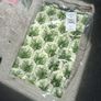 UK18 Stunning Brand New with Tags Next Leaf Print 100% Cotton Bubble Hem Mini Skirt Image 3