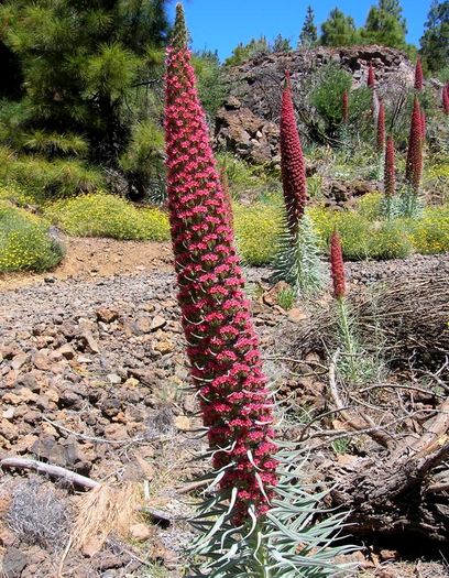 echium. tower of jewels. seeds