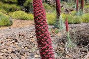 echium. tower of jewels. seeds