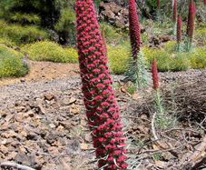 echium. tower of jewels. seeds