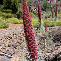echium. tower of jewels. seeds