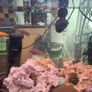 fish tank Image 3