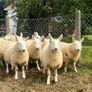 Sheep Cheviot ewe lambs Image 2
