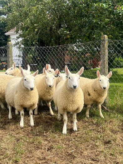 Sheep Cheviot ewe lambs