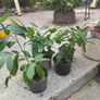 Laurel Hedging plants . Image 2