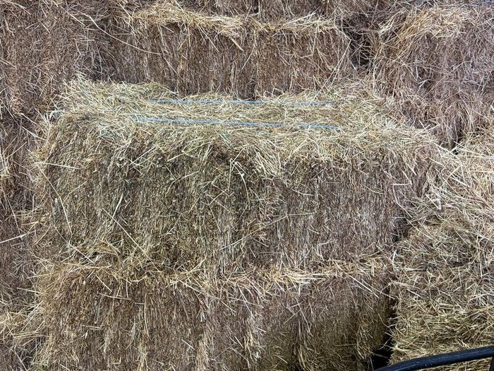 Square Bales Of Premium Quality Hay