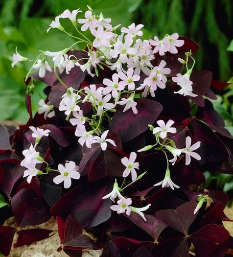 plants for sale