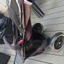 Phil and Ted's navigator double stroller with accesspries Image 3