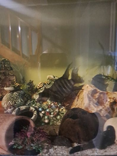 fish tank