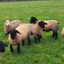 Pedigree Registered Suffolk ram lambs for  sale Image 2