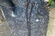 14' Towing Chain