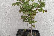 Native Irish Field Maple Bonsai