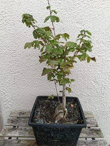 Native Irish Field Maple Bonsai