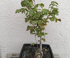 Native Irish Field Maple Bonsai