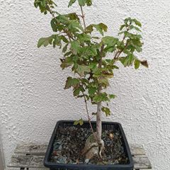 Native Irish Field Maple Bonsai
