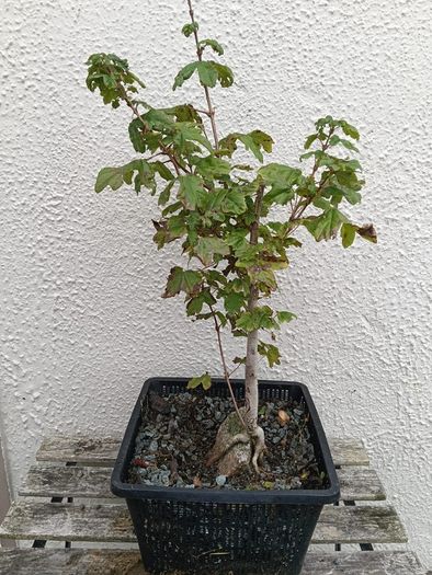 Native Irish Field Maple Bonsai