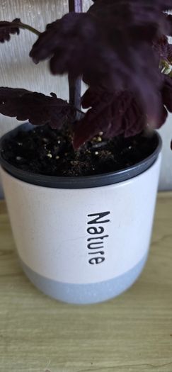 indoor(pot included)