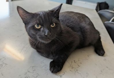 Adoption