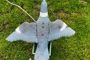 decoy pigeon