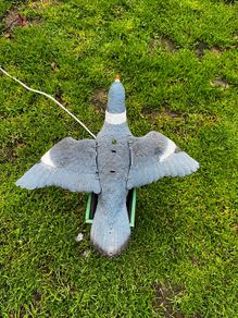 decoy pigeon