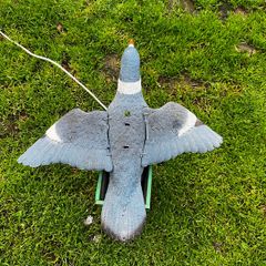 decoy pigeon