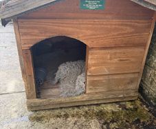 kennel
