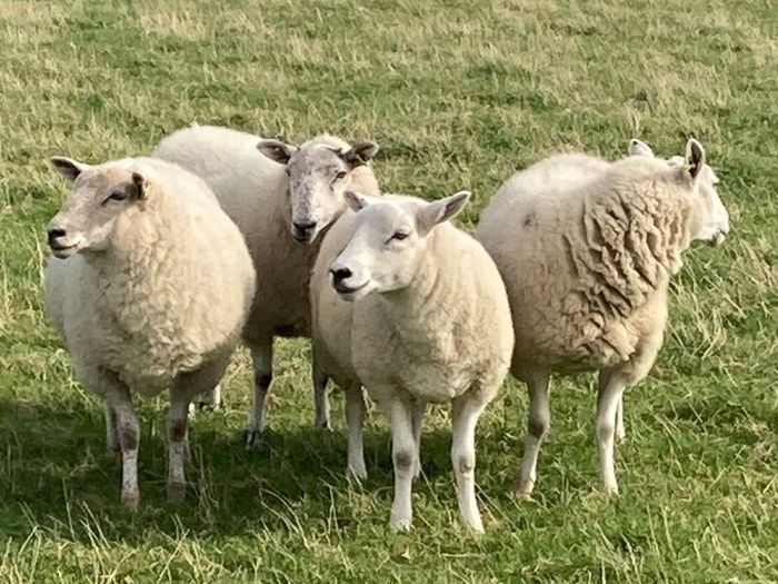 Hoggets and Lambs