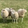 Hoggets and Lambs Image 4